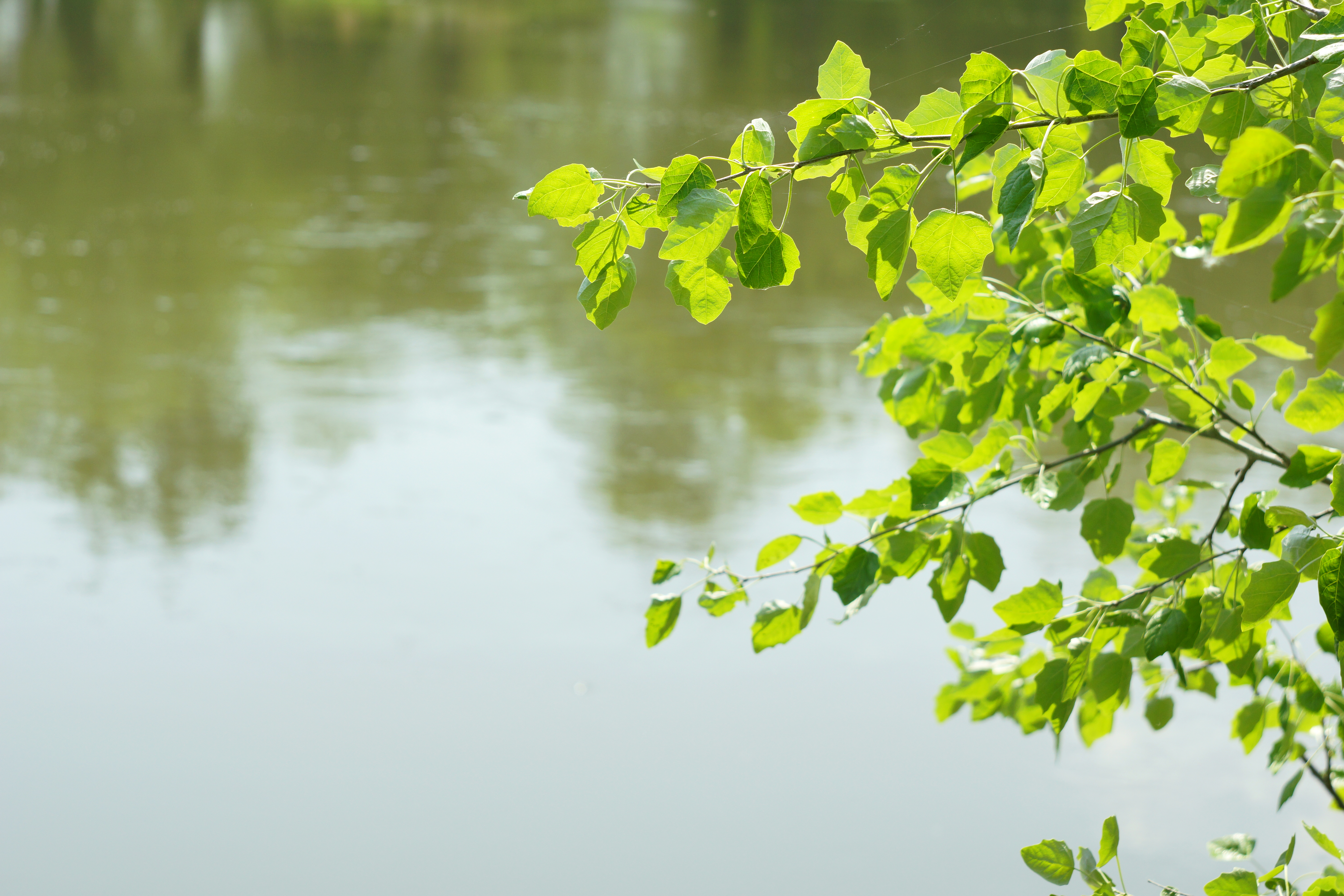 Tree branches with young leaves on the background of the river                         